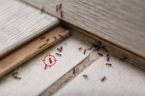 Best Best Pest Control Companies  in Farmersville, TX