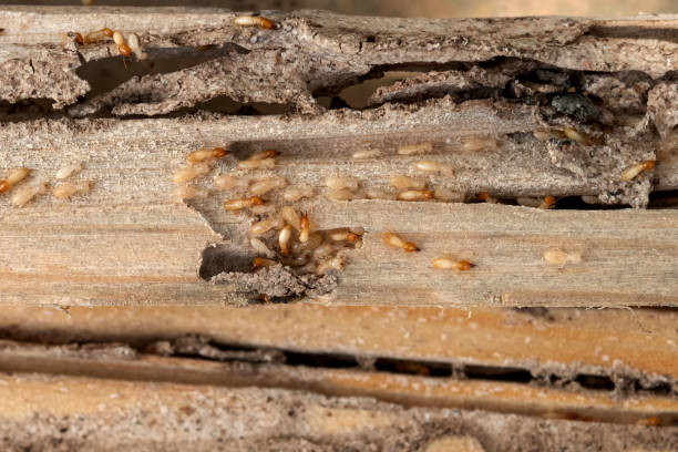 Best Termite Control Services  in Farmersville, TX